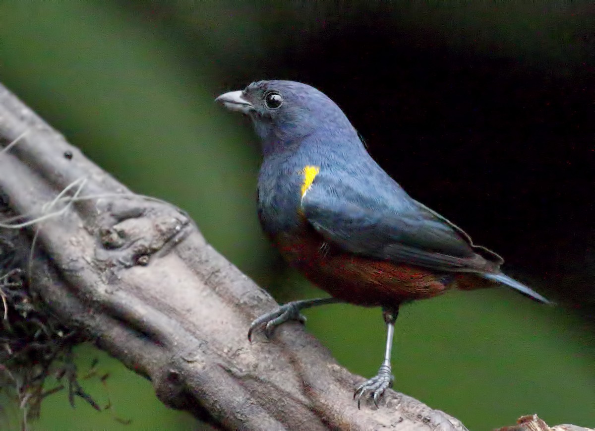 Chestnut-bellied Euphonia - Dave Curtis