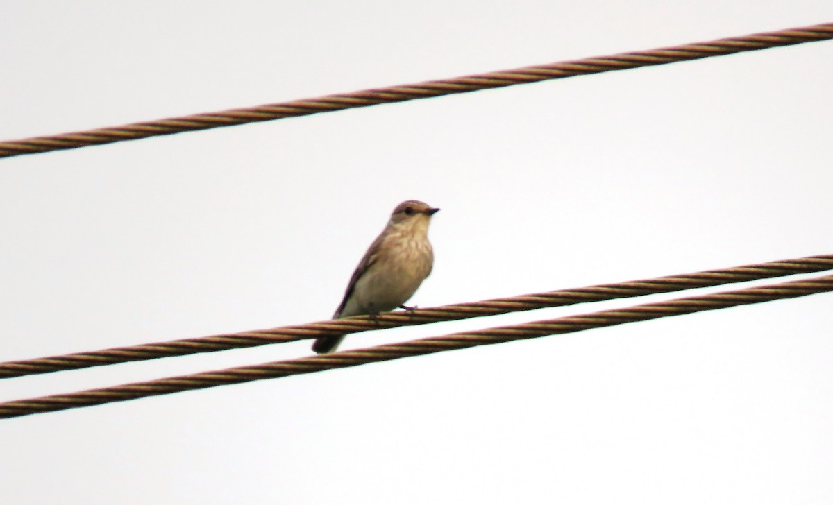 Spotted Flycatcher - Nagendra Nayak