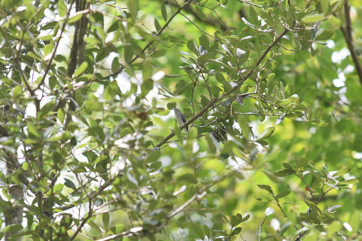 Blue-gray Gnatcatcher - ML71072731