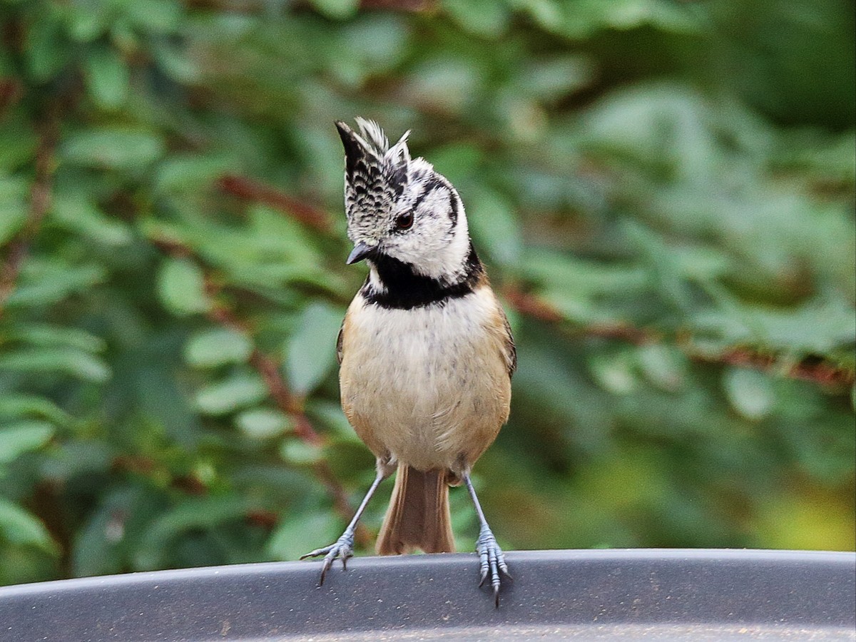 Crested Tit - ML71073111