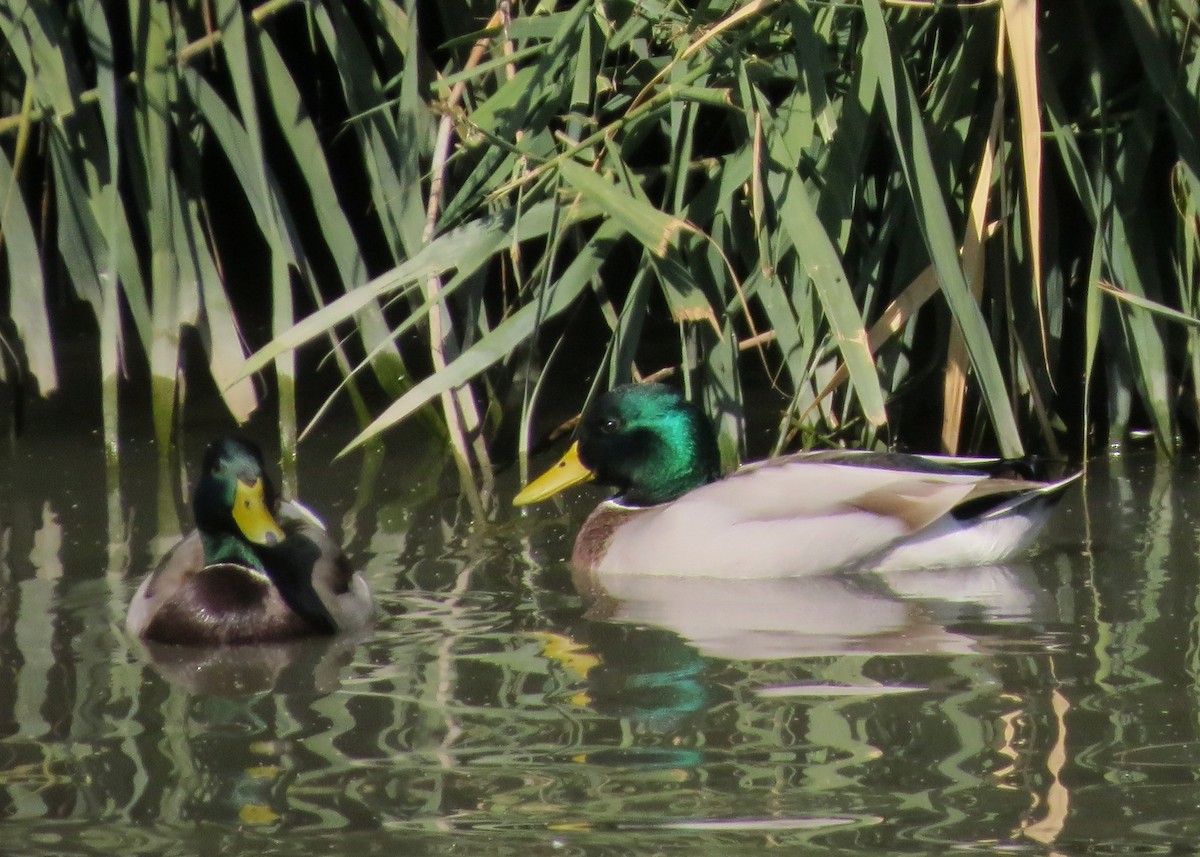 Canard colvert - ML71073161