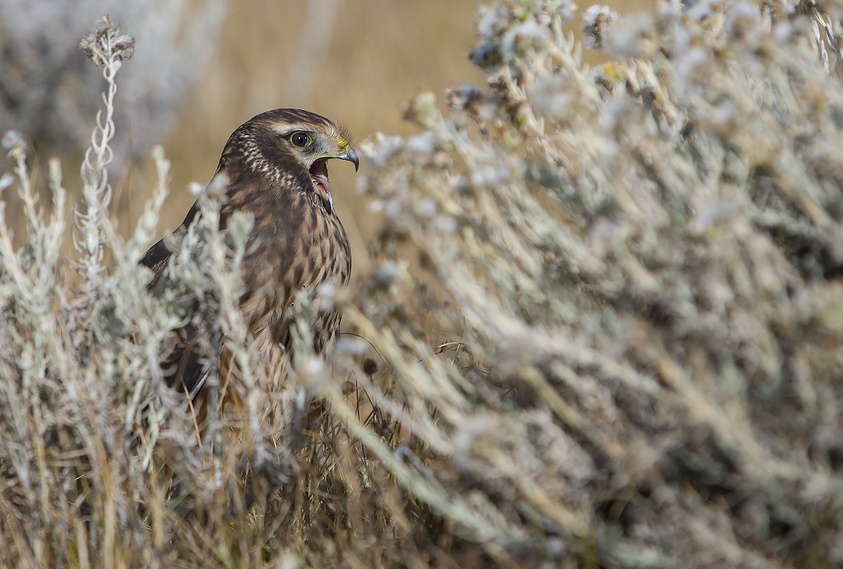 Cinereous Harrier - Dominic Garcia-Hall