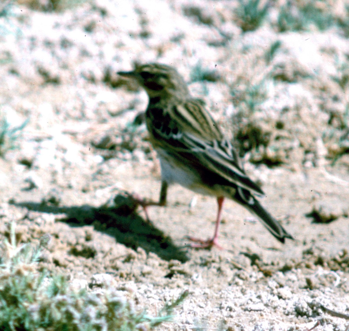 Tree Pipit - Cliff Peterson