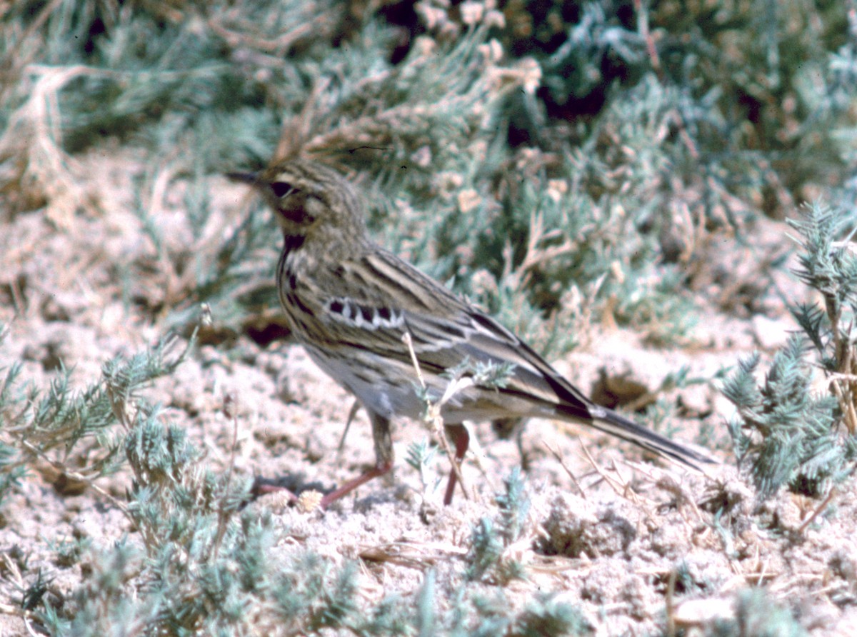 Tree Pipit - Cliff Peterson