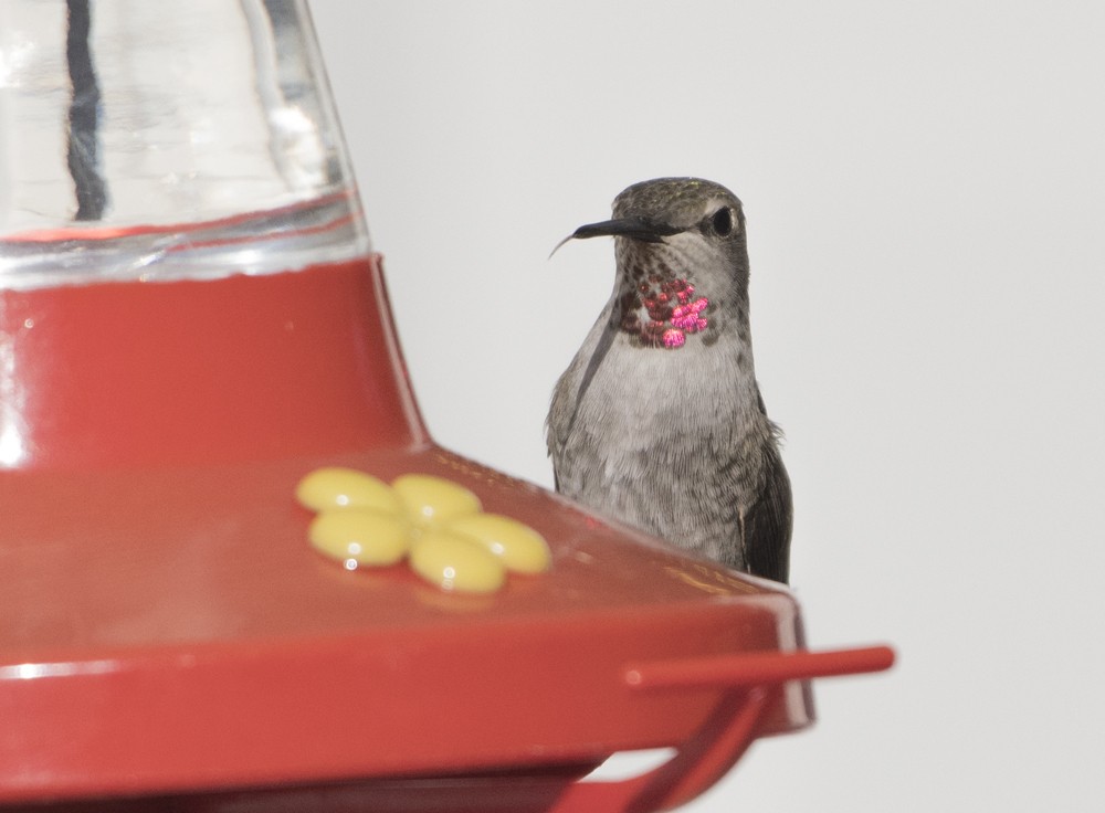 Anna's Hummingbird - ML71078291