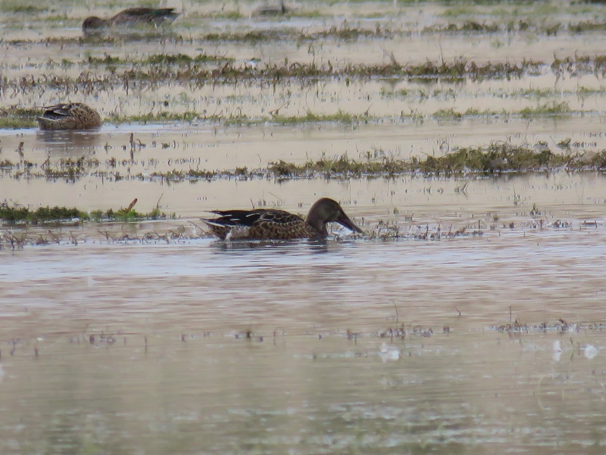 Northern Shoveler - ML71078601