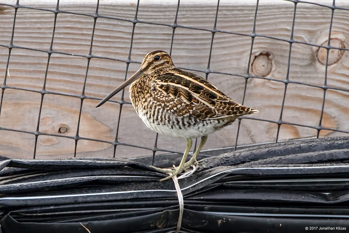 Wilson's Snipe - Jonathan Klizas