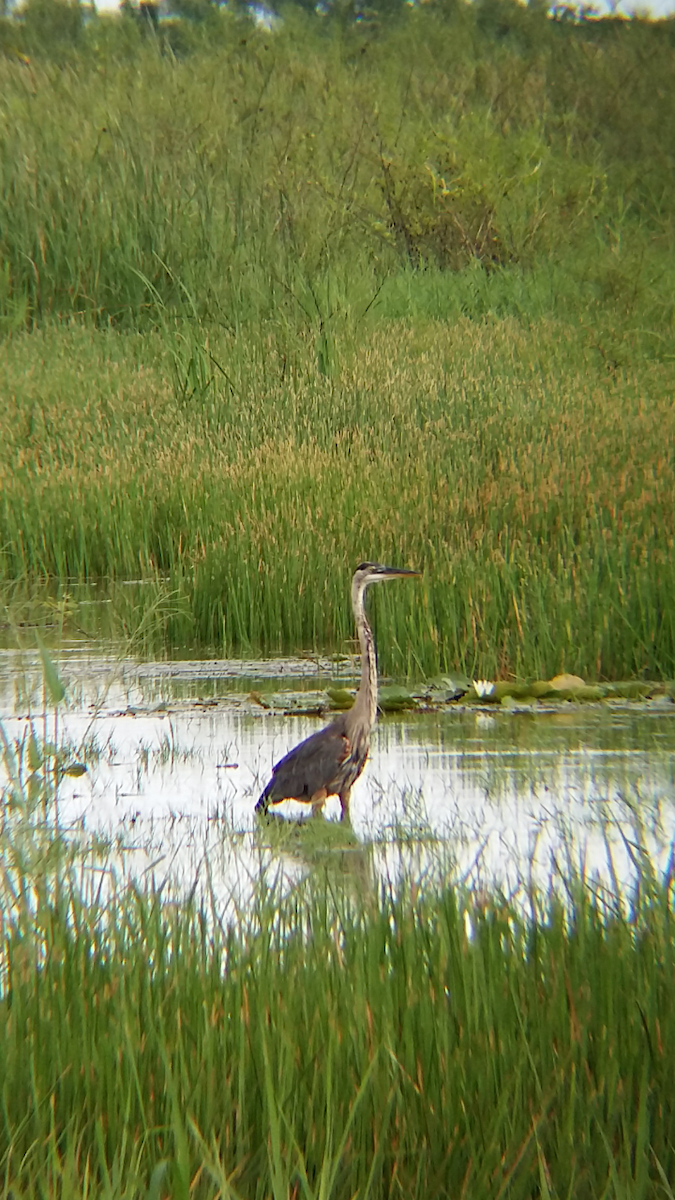 Great Blue Heron - Mario Reyes Jr