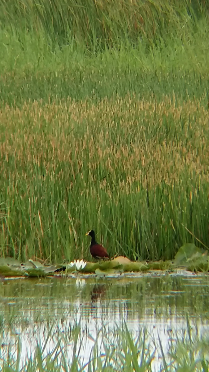 Northern Jacana - Mario Reyes Jr