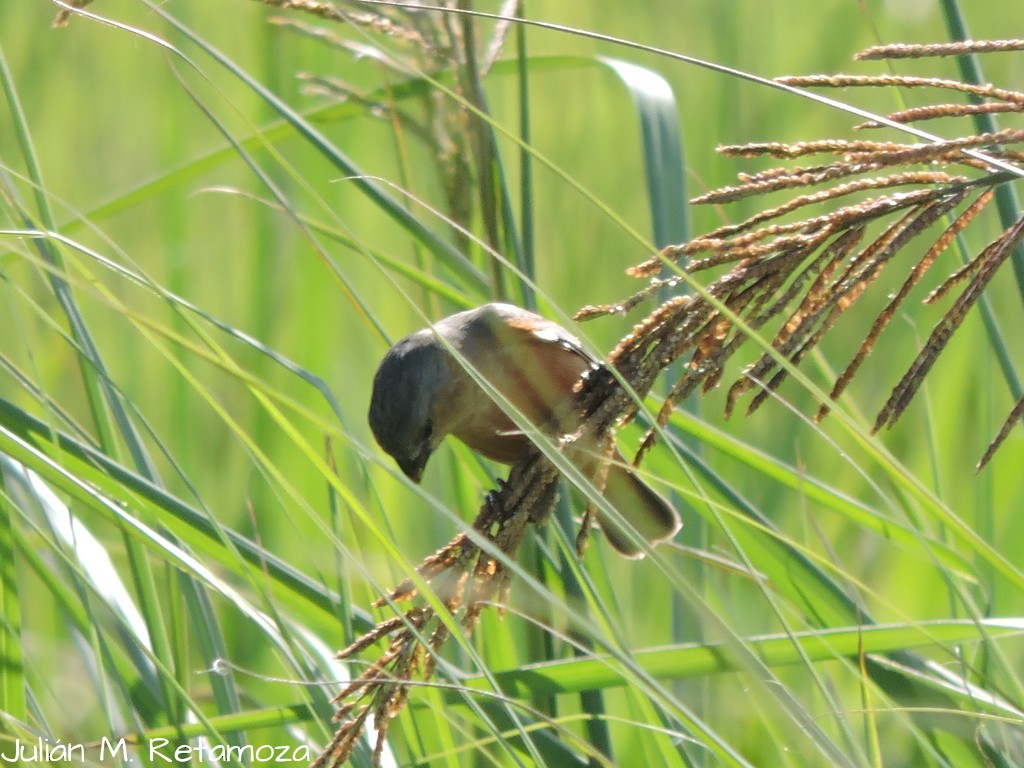 Tawny-bellied Seedeater - ML71079911