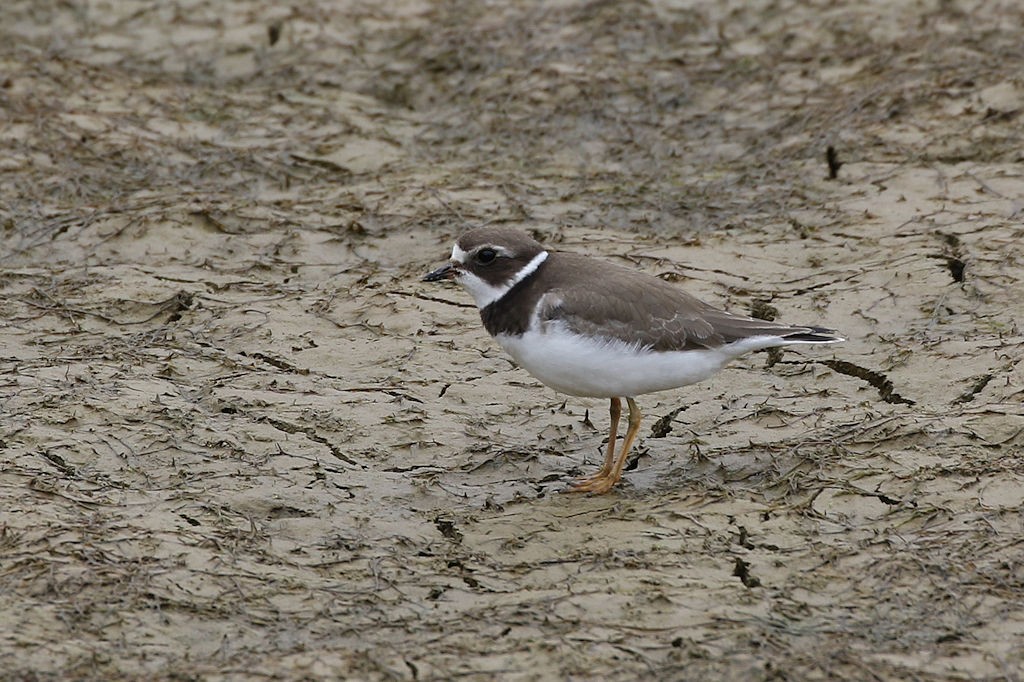 Semipalmated Plover - William Hull