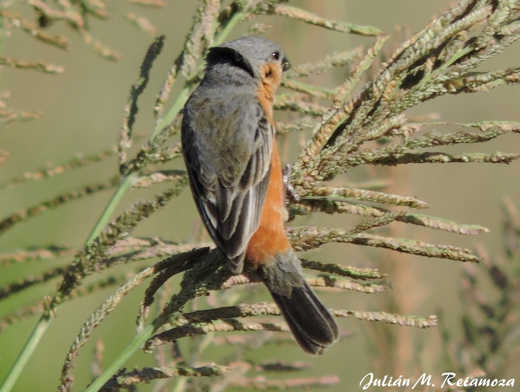 Tawny-bellied Seedeater - Julián Retamoza