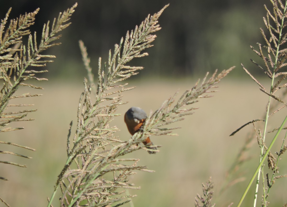 Tawny-bellied Seedeater - ML71080541