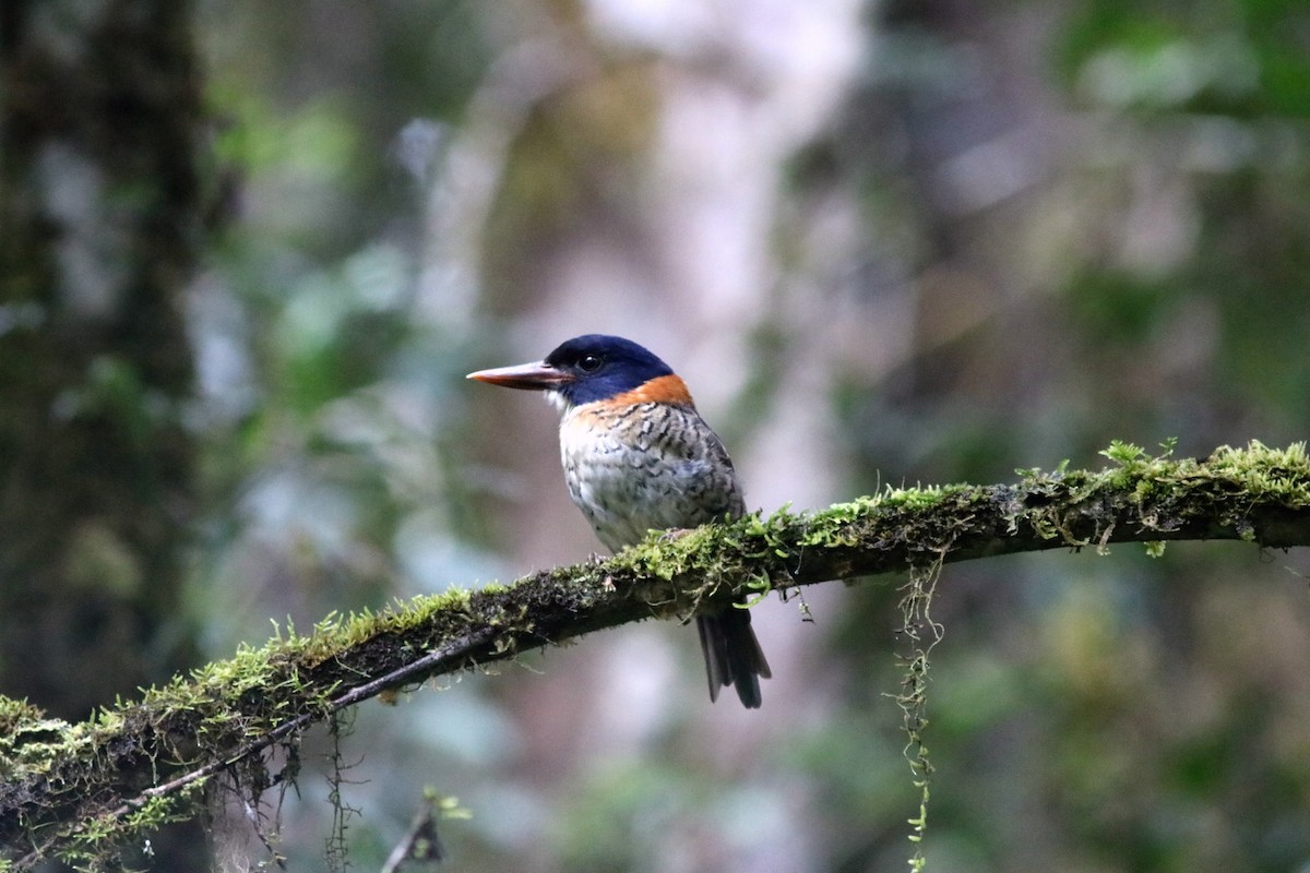 Scaly-breasted Kingfisher - ML71080921