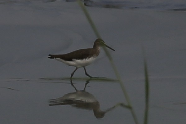 Green Sandpiper - ML71081051