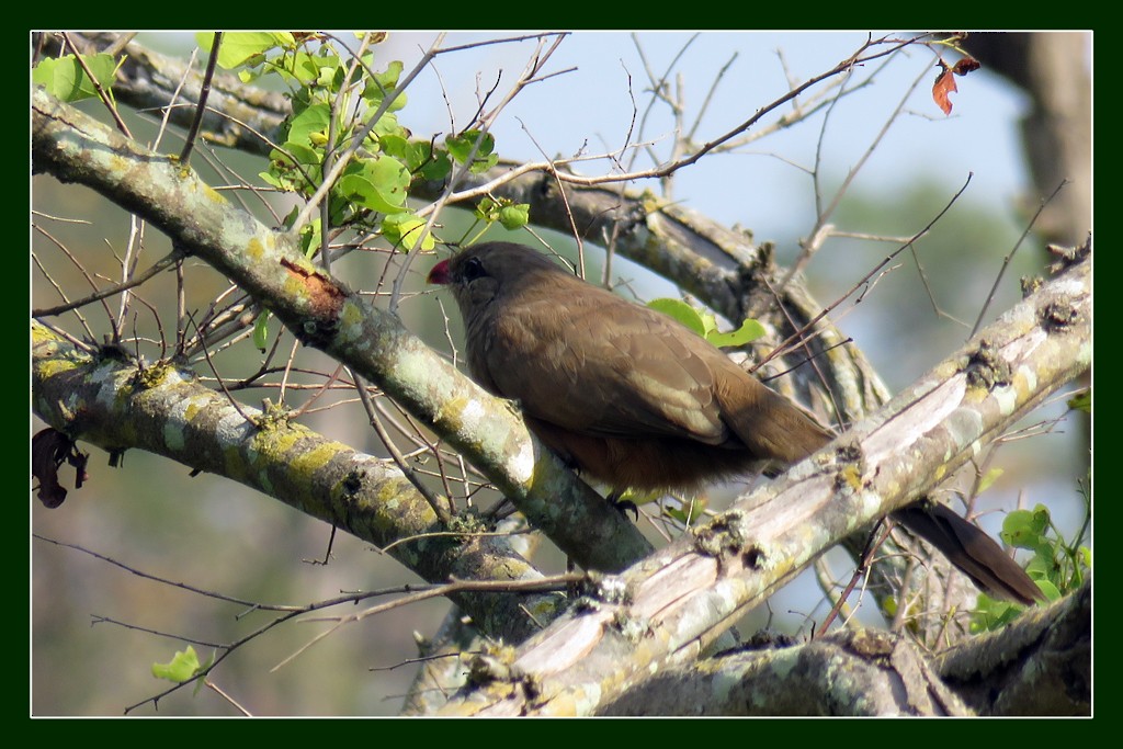 Sirkeer Malkoha - ML710826