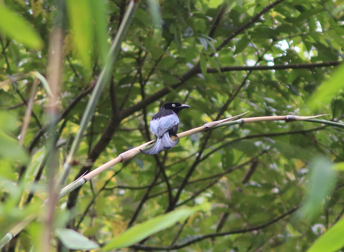 Hair-crested Drongo - John Drummond