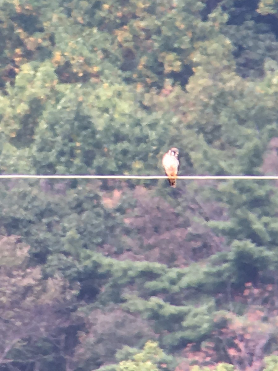 American Kestrel - ML71084081