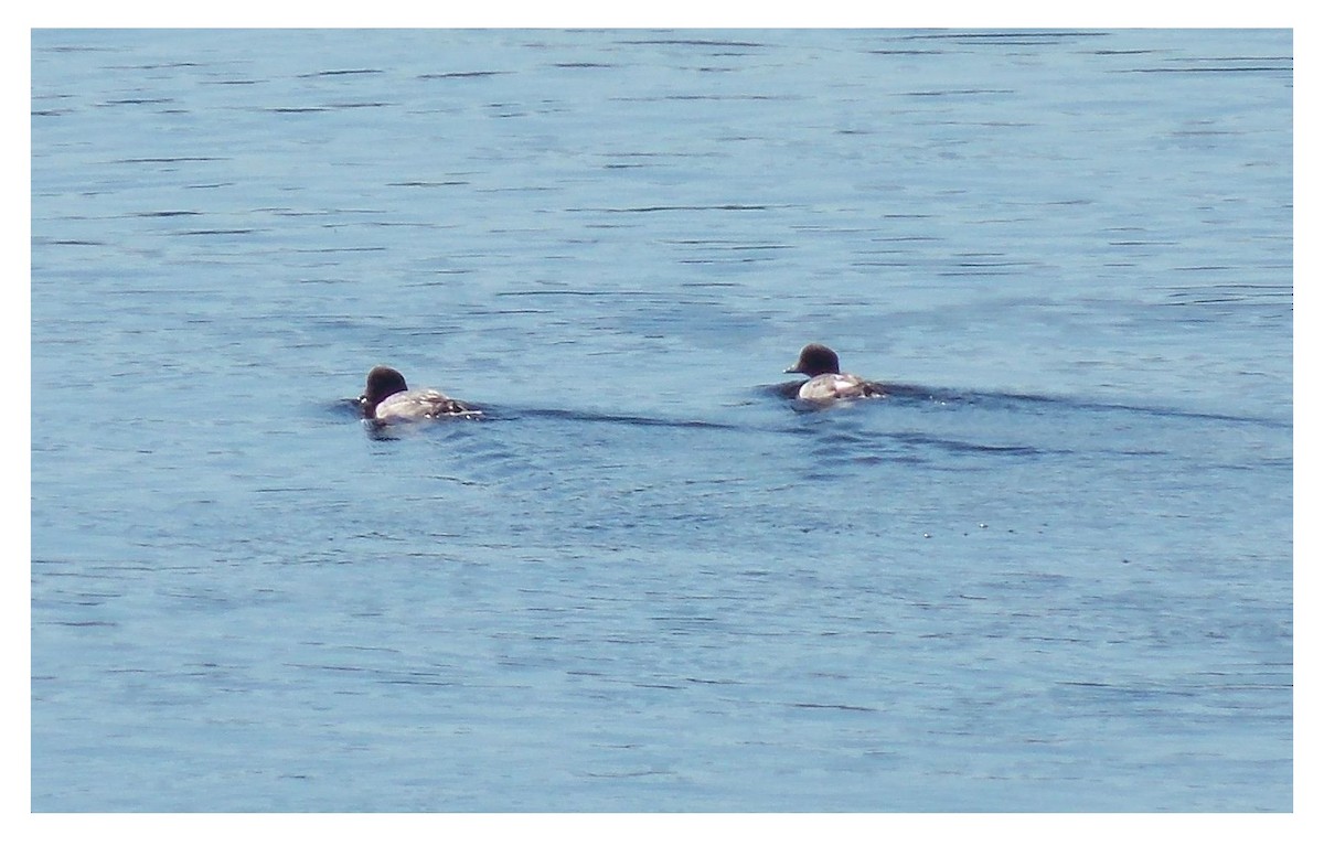 Common Goldeneye - ML71086431