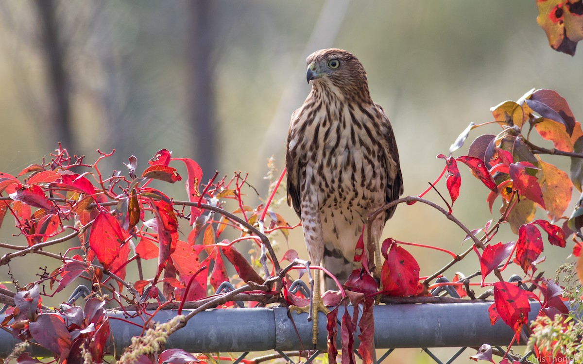 Cooper's Hawk - ML71086781