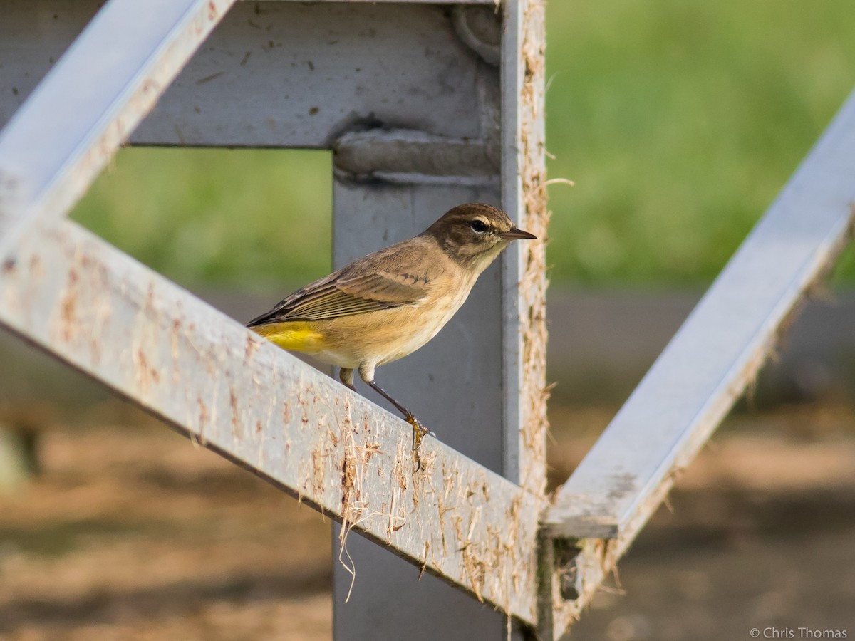 Palm Warbler - ML71086821