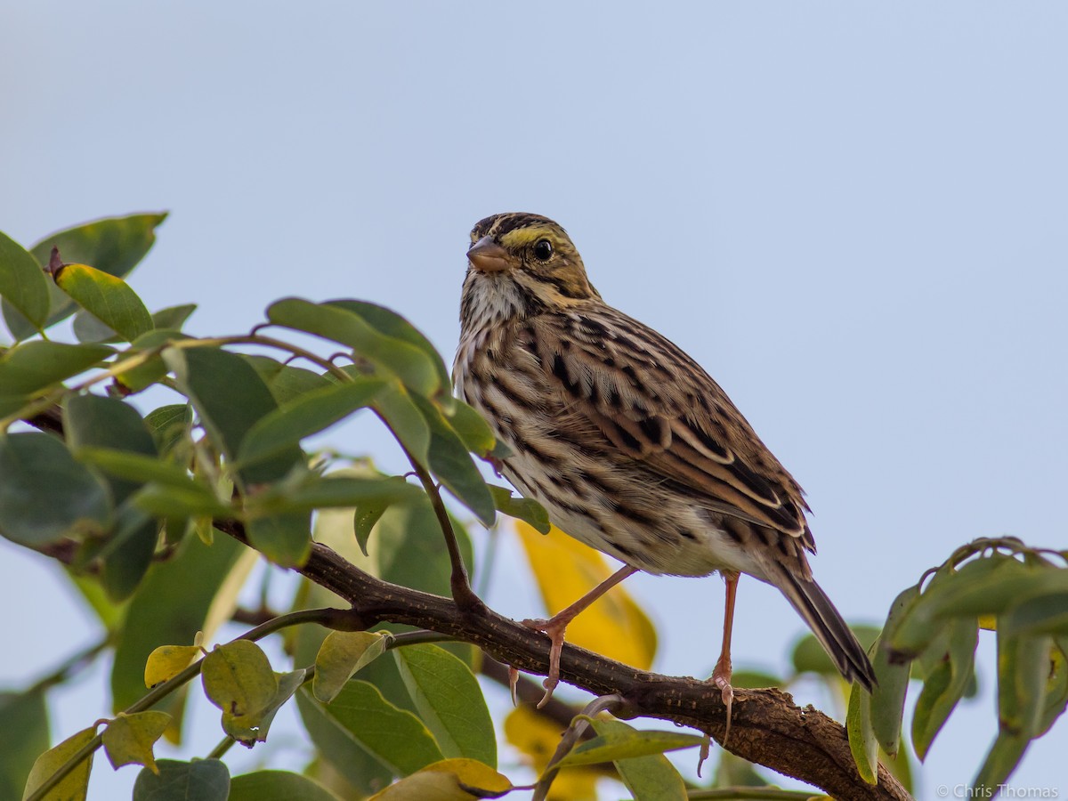 Savannah Sparrow - ML71086941