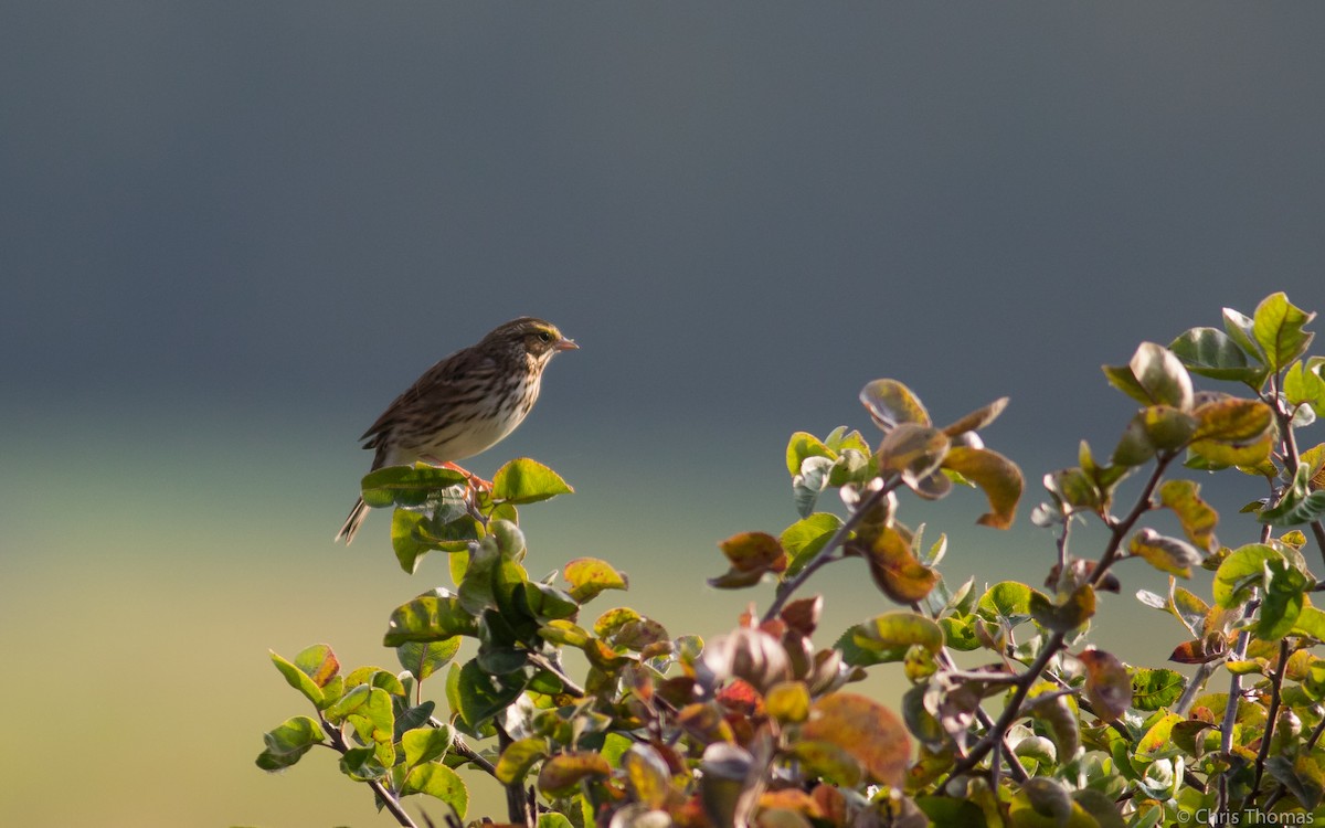 Savannah Sparrow - ML71087211