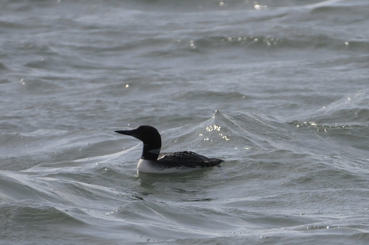 Plongeon huard - ML71088421