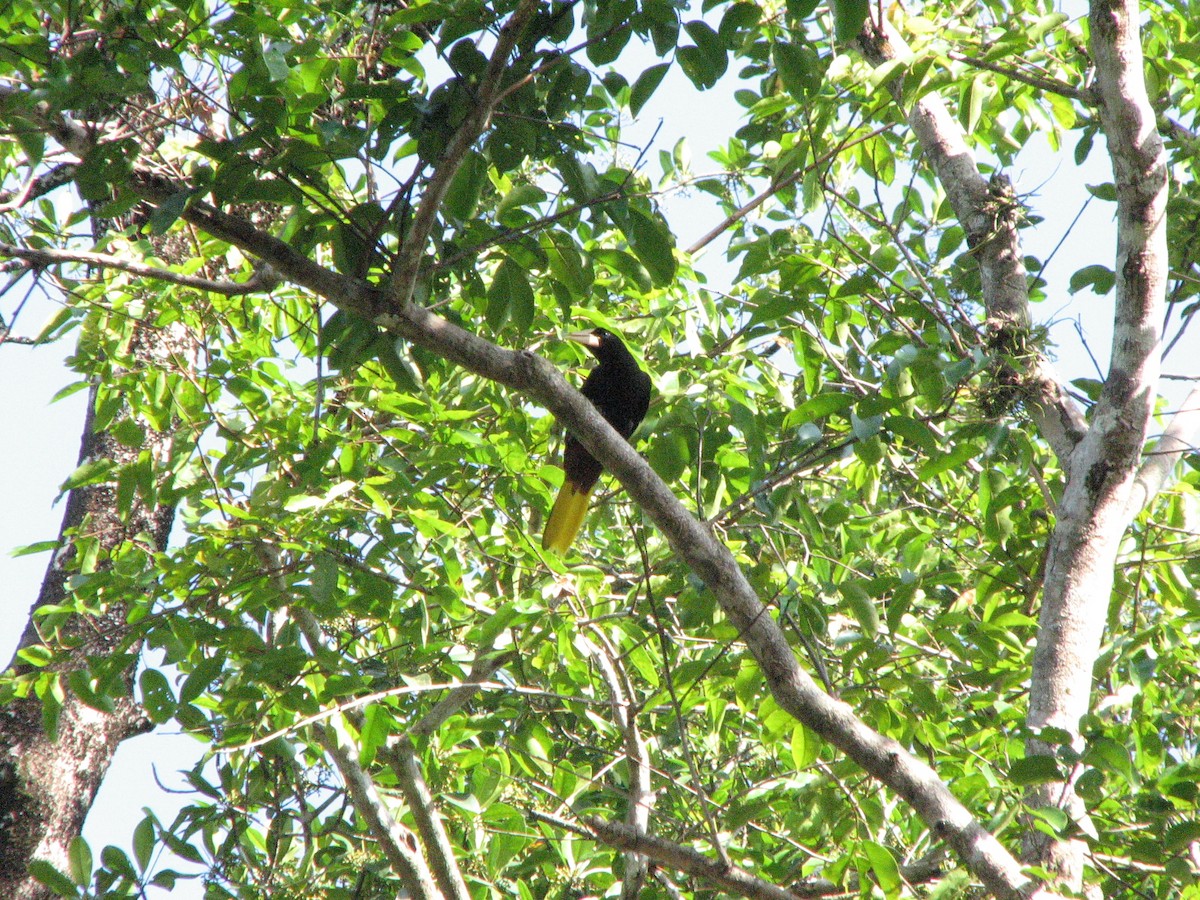 Crested Oropendola - ML71088851