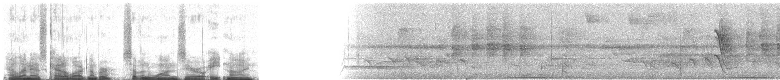 Myrmidon ardoisé - ML71089