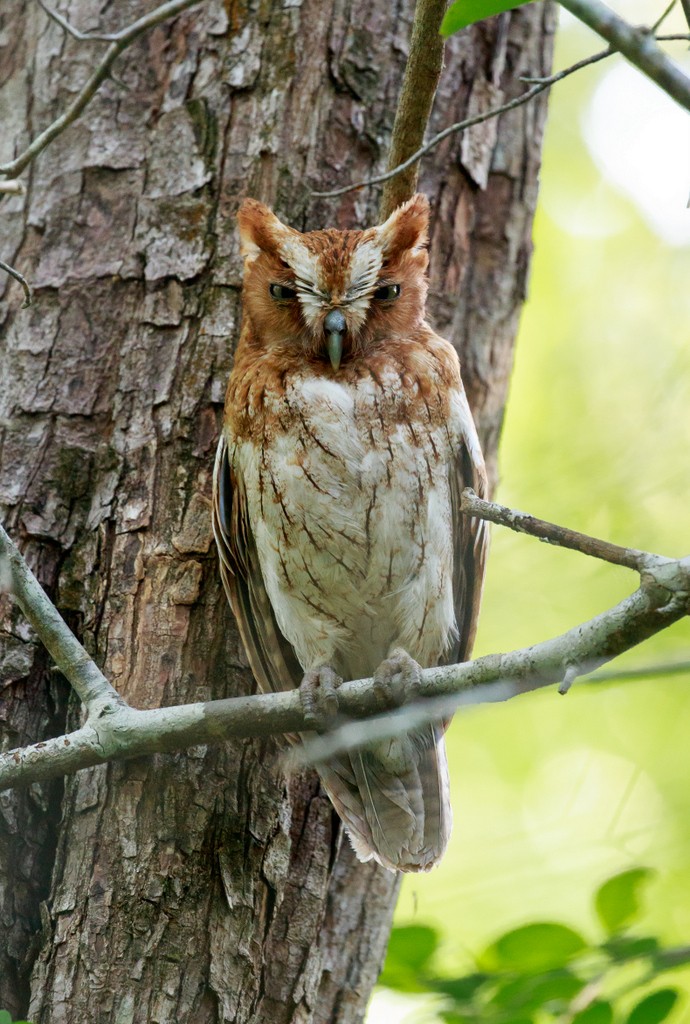 Middle American Screech-Owl - ML71089691