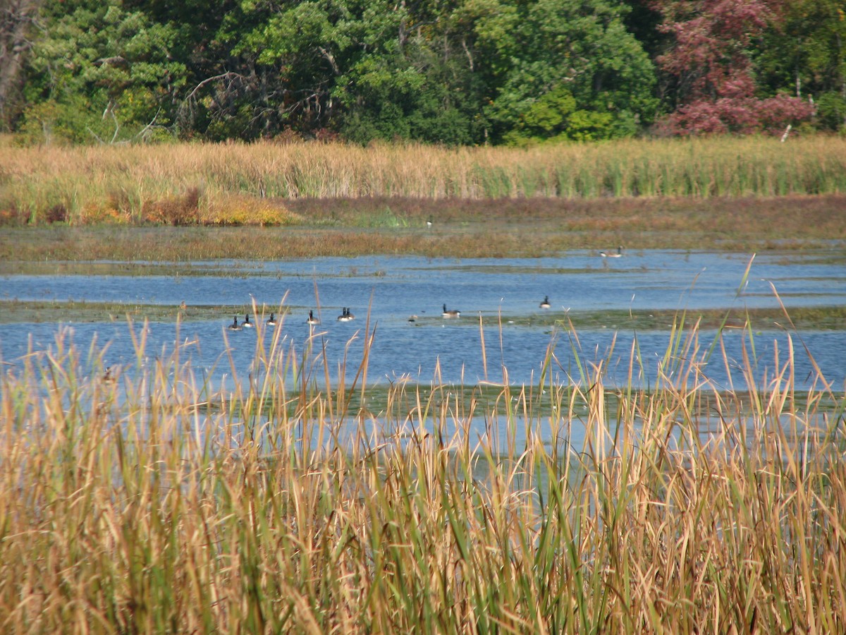 Canada Goose - ML71089701