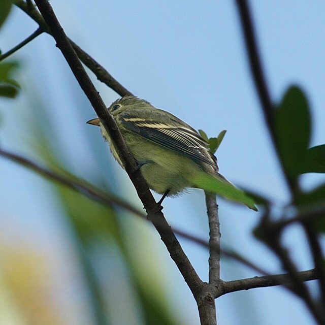 Buchenschnäppertyrann - ML71089941