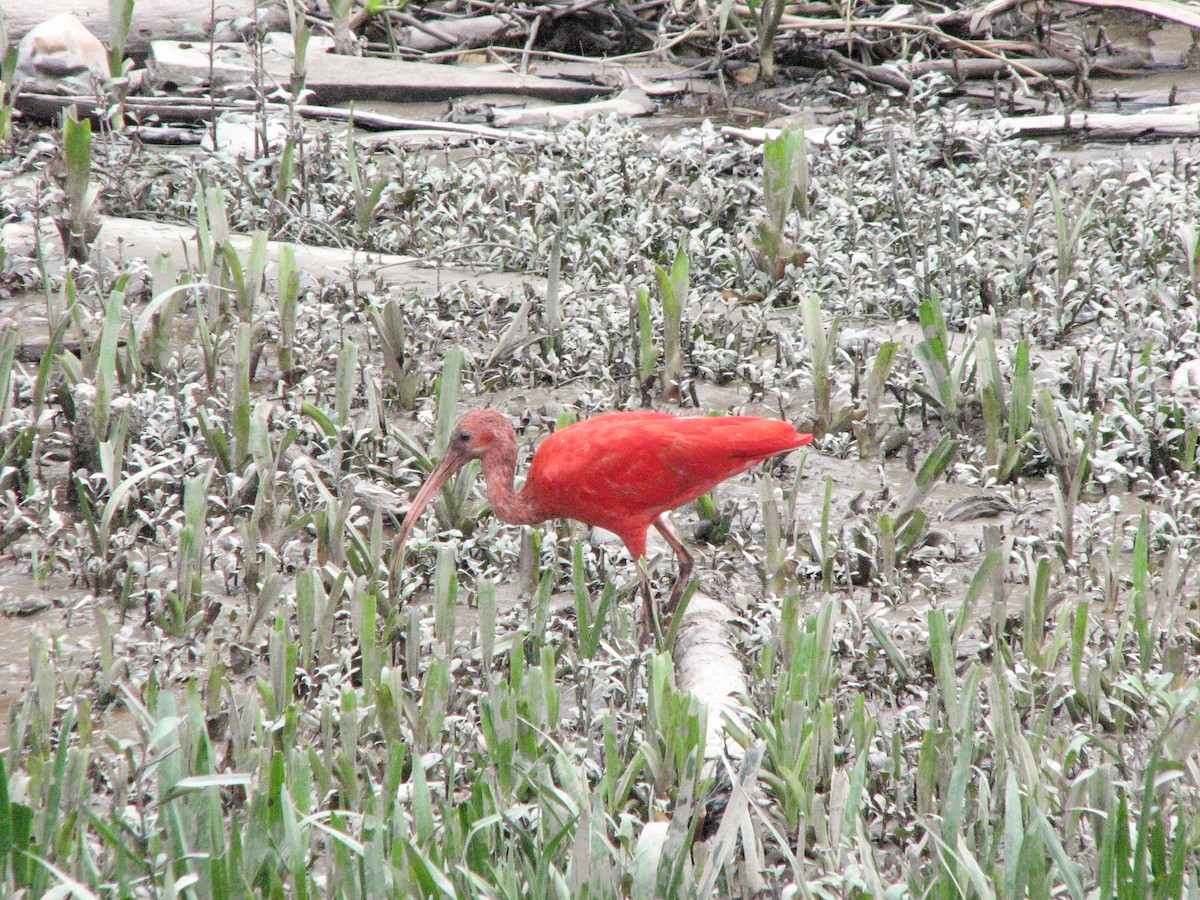 ibis rudý - ML71090271
