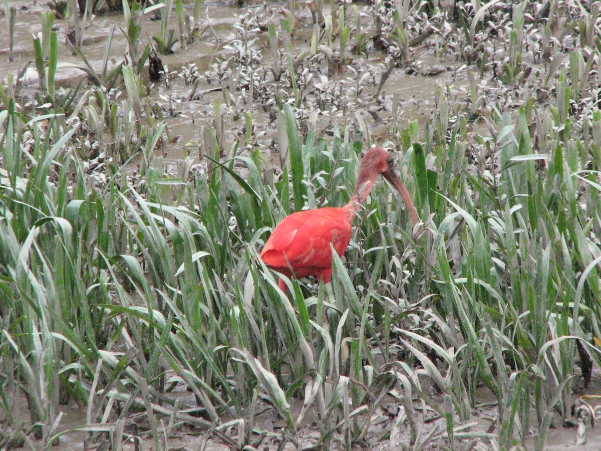 Ibis Escarlata - ML71090281