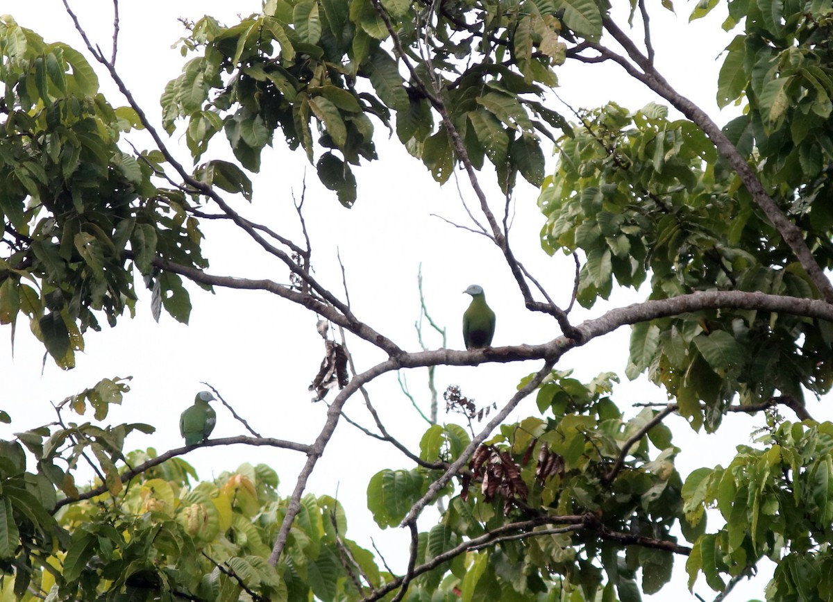 Gray-headed Fruit-Dove - ML71090361