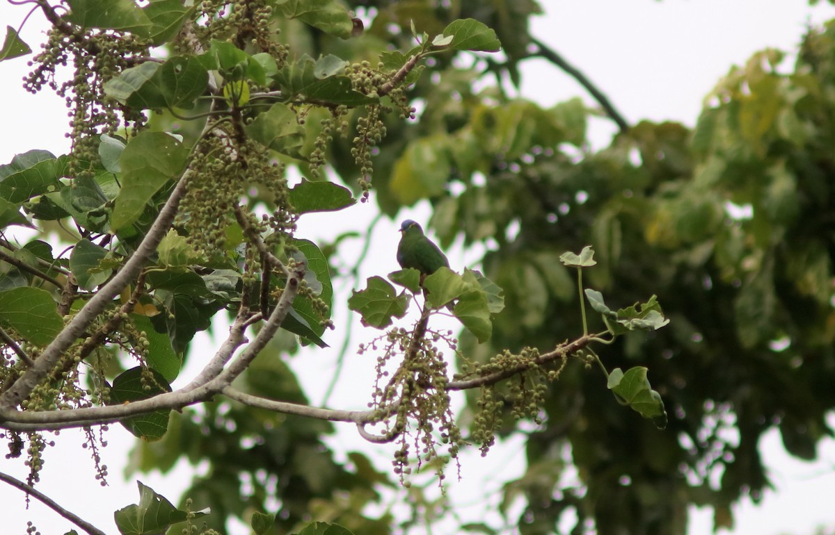 Blue-capped Fruit-Dove - ML71090491