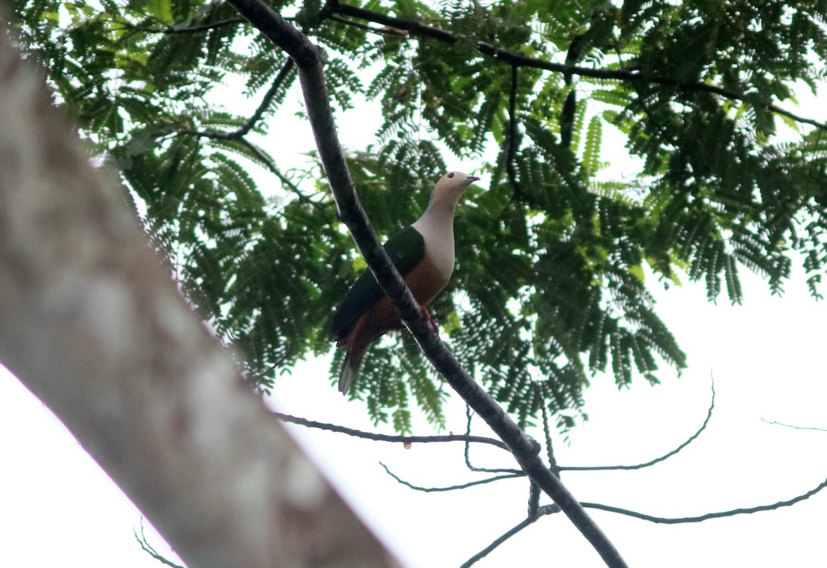 Cinnamon-bellied Imperial-Pigeon - ML71090581