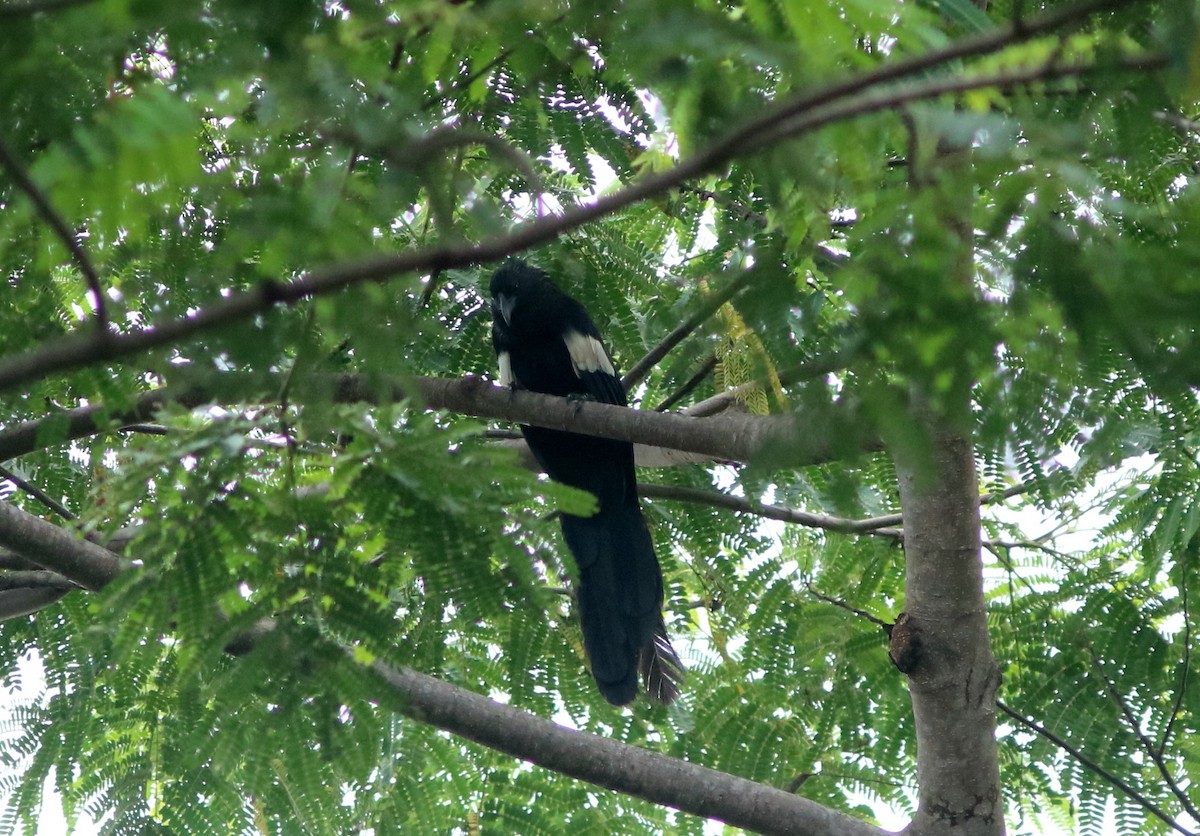 Goliath Coucal - ML71090641