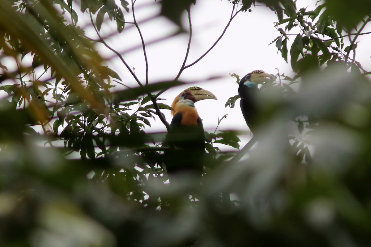 Blyth's Hornbill - ML71090961