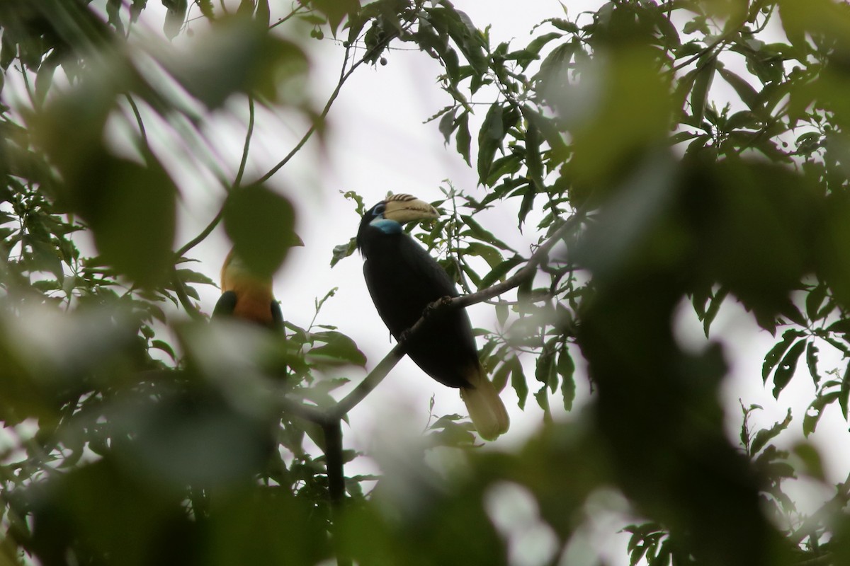 Blyth's Hornbill - ML71091021