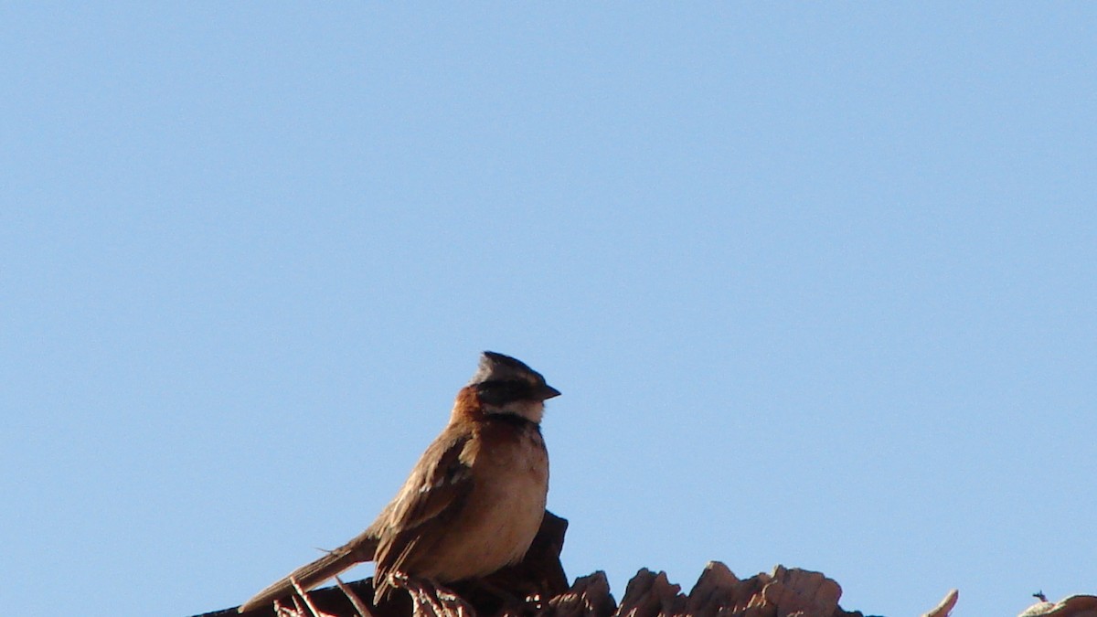 Rufous-collared Sparrow - Deva Migrador