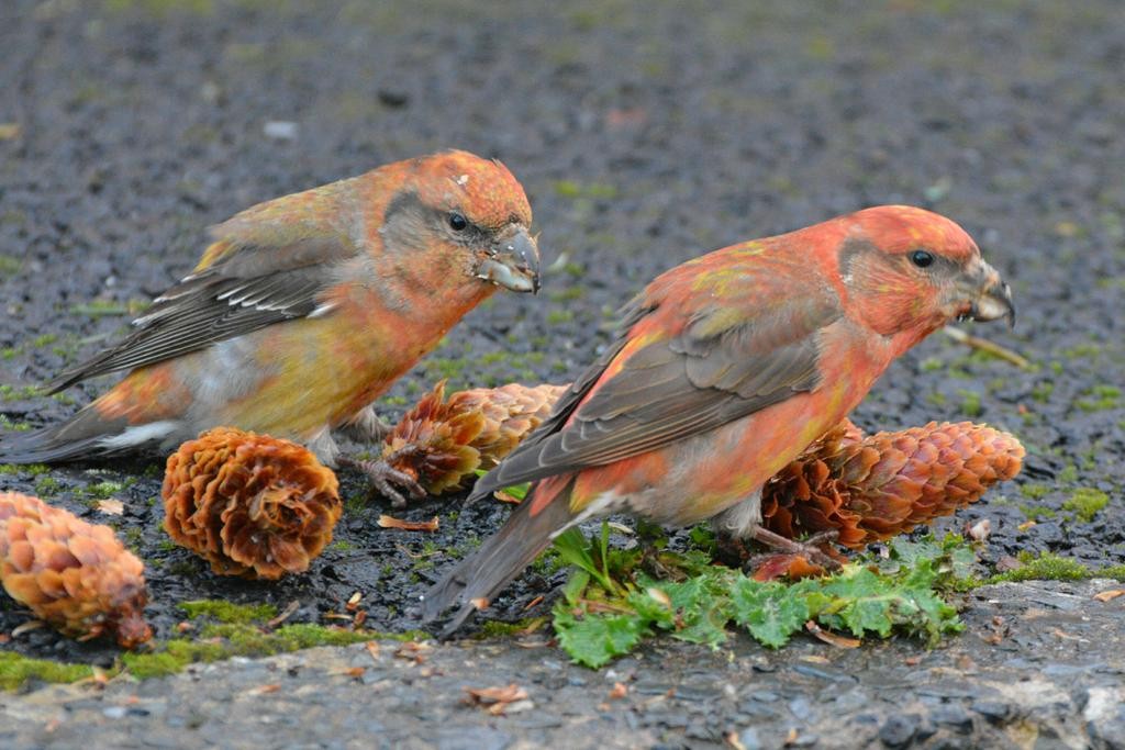 Parrot Crossbill - Henry Cook