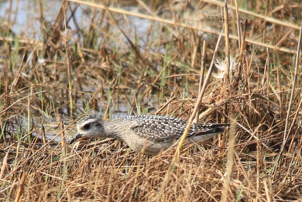 American Golden-Plover - ML71092961