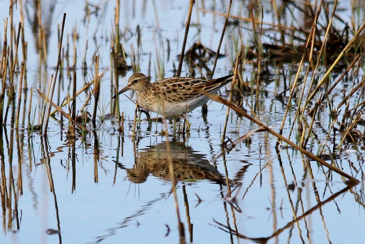 Bécasseau à poitrine cendrée - ML71093101