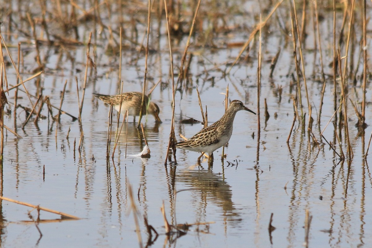 Pectoral Sandpiper - ML71093141