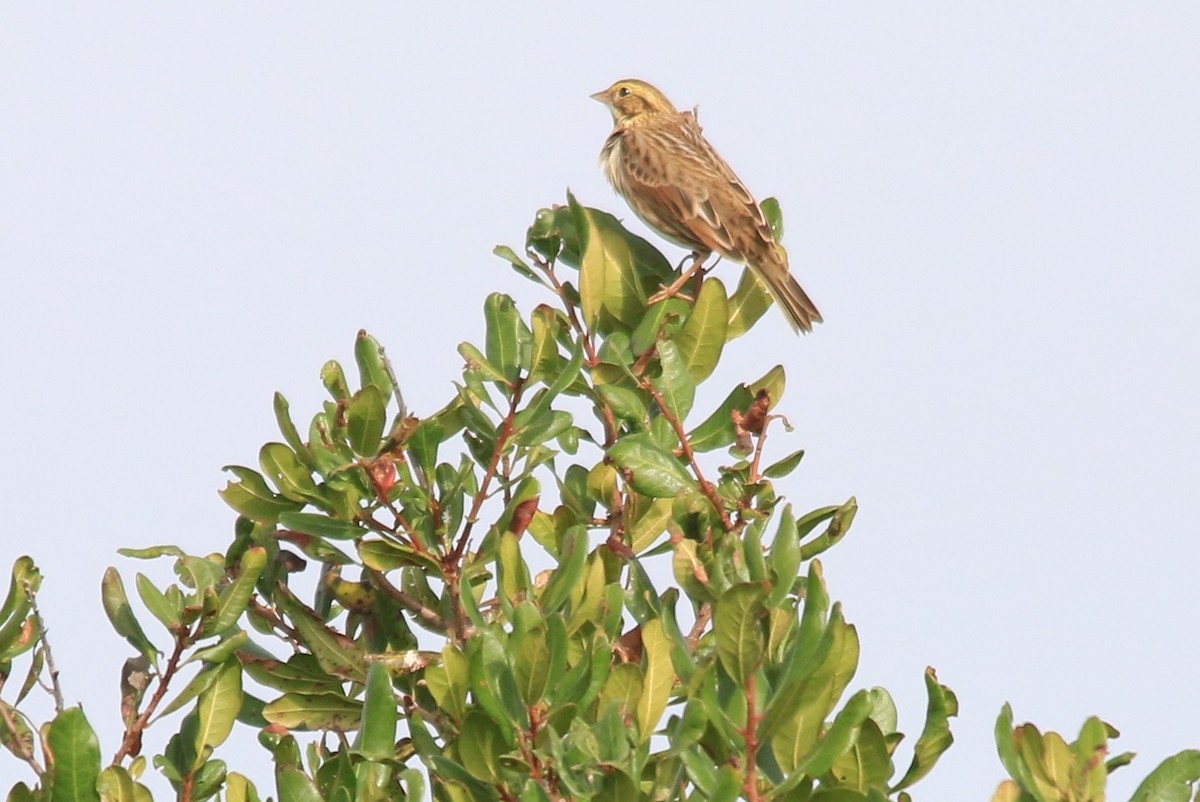 Savannah Sparrow - ML71093151