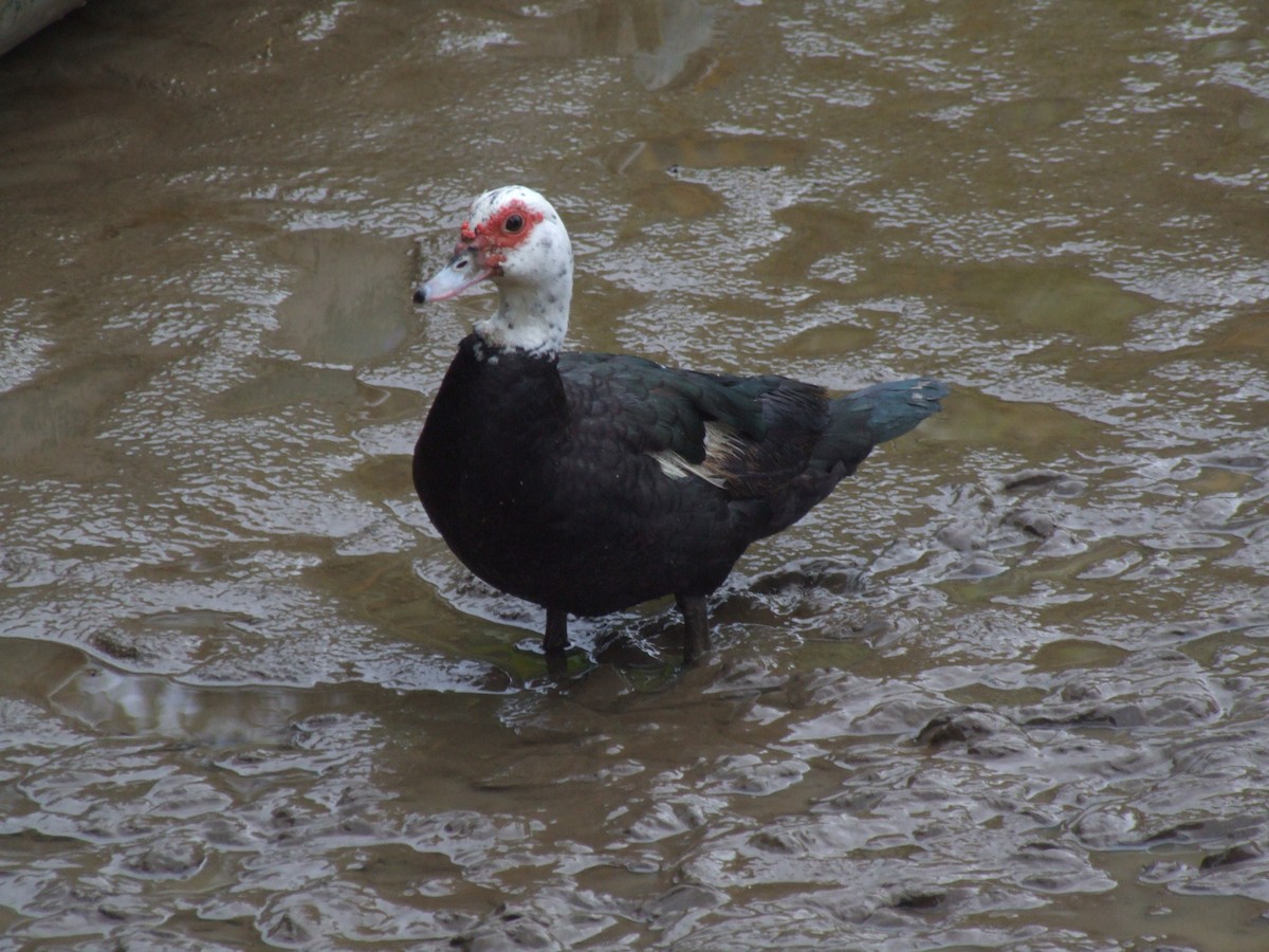 Muscovy Duck (Domestic type) - ML71093281