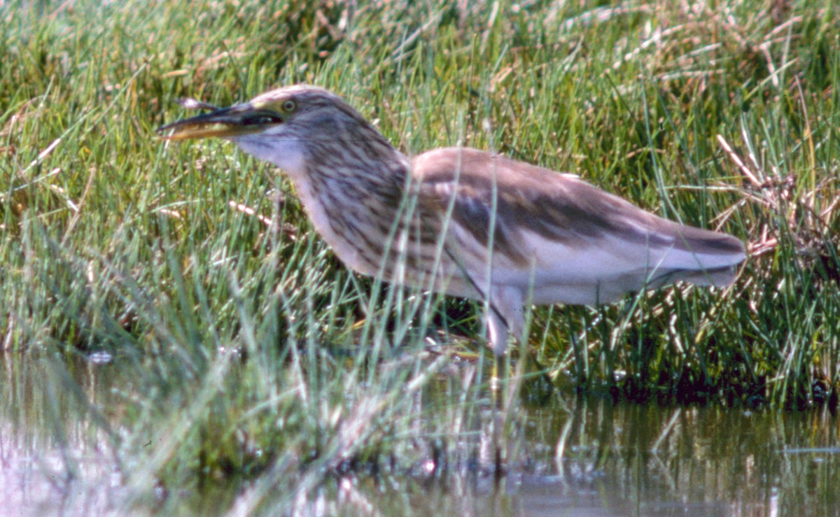 Squacco Heron - Cliff Peterson