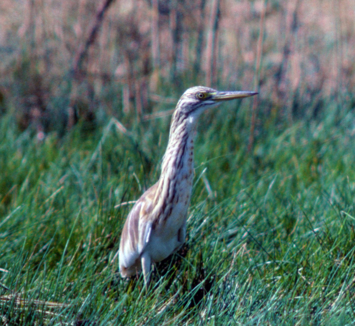 Squacco Heron - Cliff Peterson